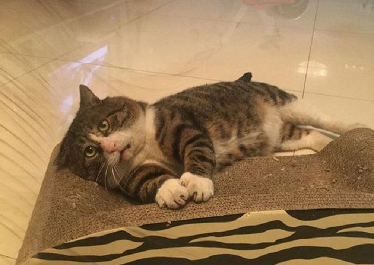 A kínai macska hihetetlen érzelmekkel „felrobbantotta” a Hálózatot