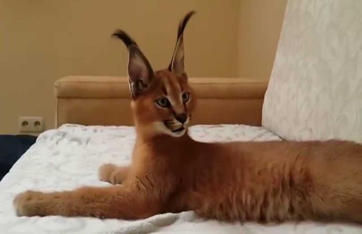 A világ legritkább macskafajtái