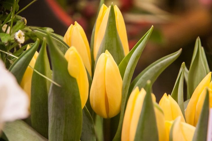 tulipánok