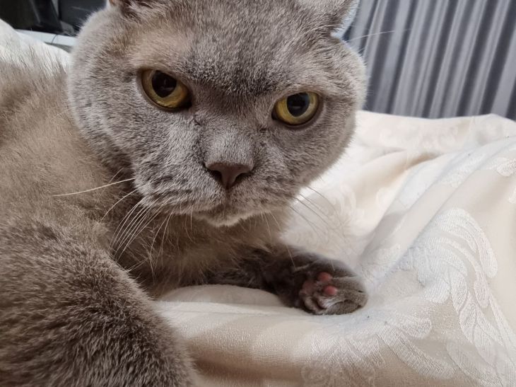 macska