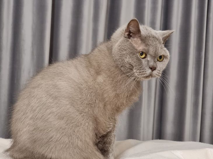 macska