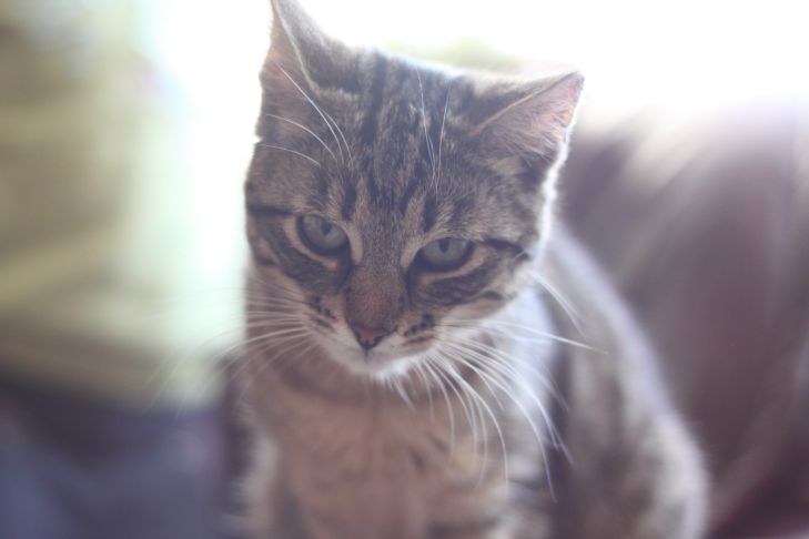 macska
