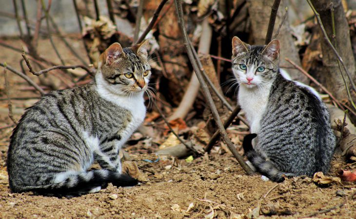 Új: mi a teendő, ha a házimacskák közötti kapcsolatok nem jönnek össze