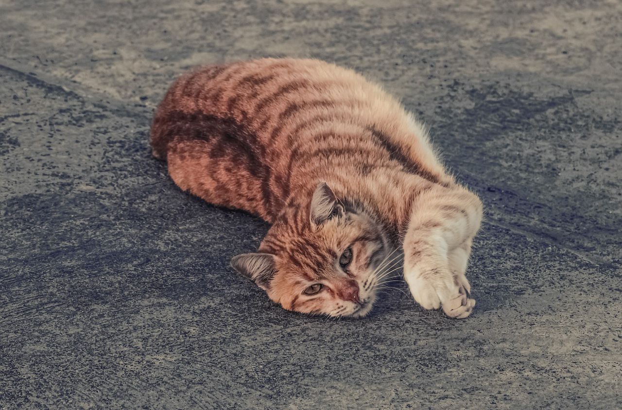 macska