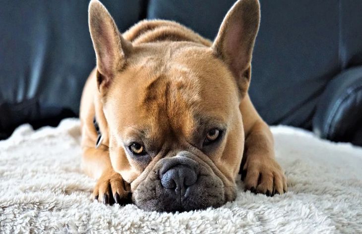 Hogyan vágja le kutyája körmét: szakértői tanács