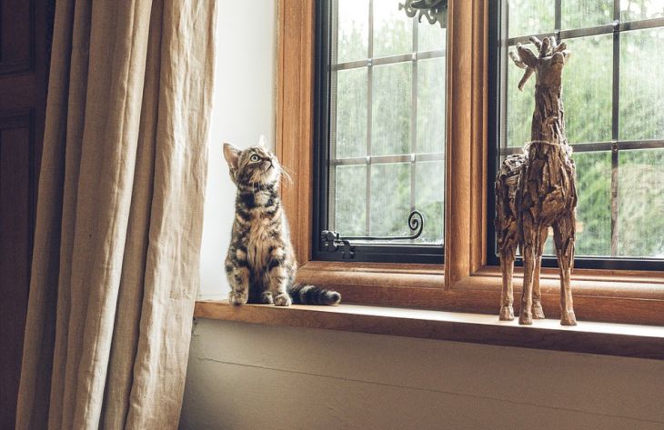 Miért beszélnek a macskák madarakkal és rovarokkal: a tudósok válaszoltak