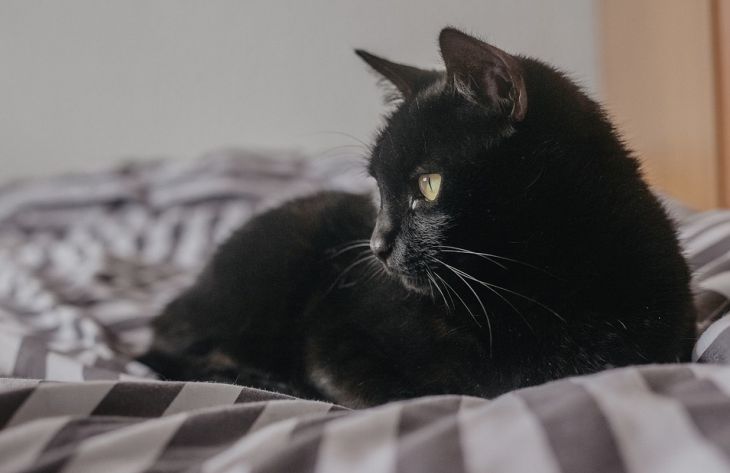 A szakértők elmondták, miért álmodunk macskákról, és mit jelent ez