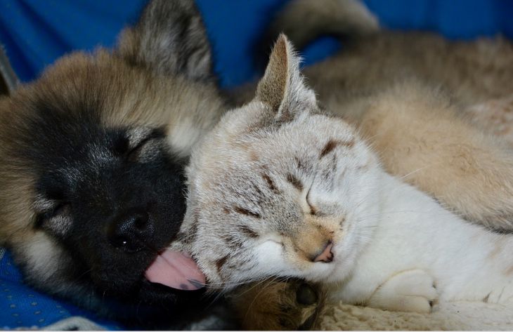 Miért nem mindig barátkoznak a macskák és a kutyák: szakértők magyarázzák
