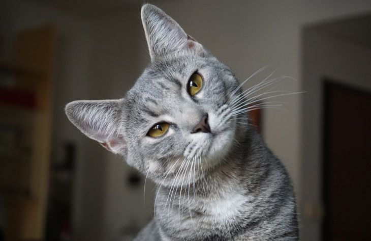 Miért nem szeret a macska a kezén ülni: a szakértők 3 okot soroltak fel