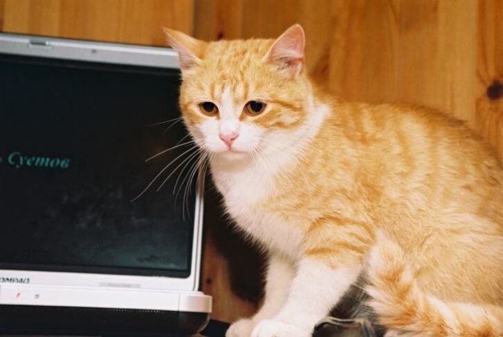 Amit a macskák és a kutyák látnak a tévében: szakértői eredmények