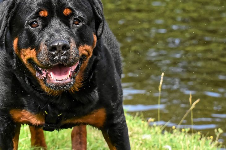 Rottweiler