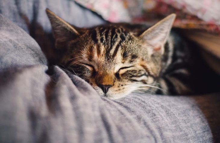A tudósok rájöttek, hogy a macskák tudják-e, hogyan kell szeretni