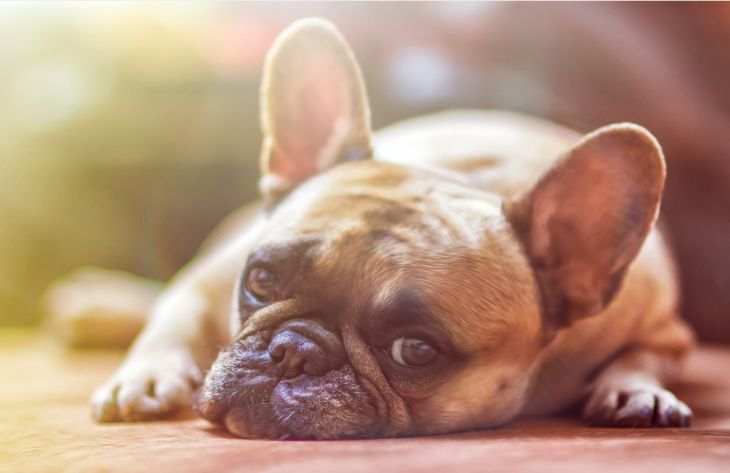 A szakértők 3 emberi hibát neveztek, ami után a kutya kezdi érezni a főt