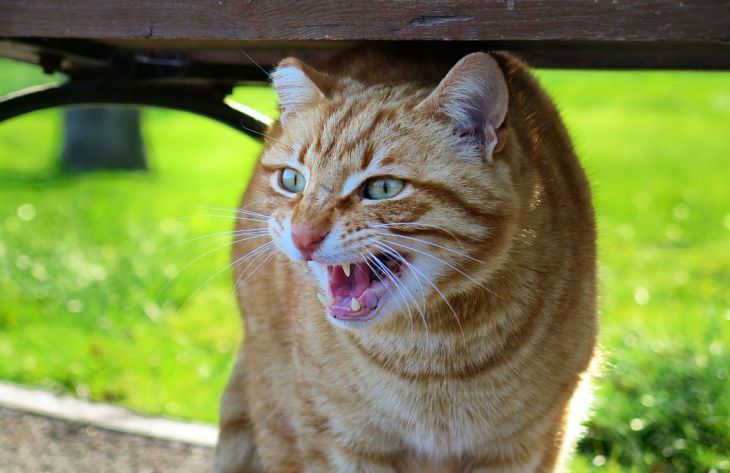A szakértők felsorolták a tulajdonos 5 olyan szokását, amelyek miatt a macska utálni fogja