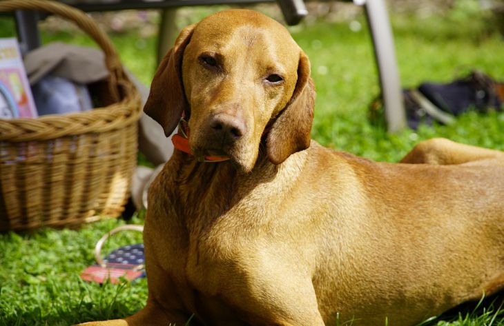 Miért nem szeretik a kutyák, ha felkapják őket: a zoológusok 3 okot neveztek meg