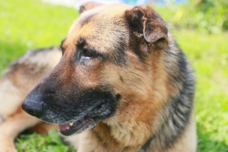 A tudósok váratlan következtetésre jutottak a kutyák emberi arcának észleléséről