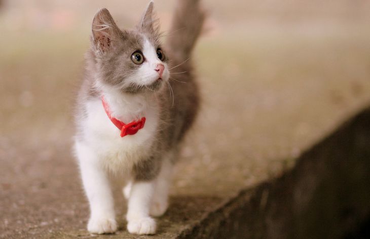 Hogyan lehet megérteni, hogy egy macska stresszes: egy szakember 6 jelet nevezett meg