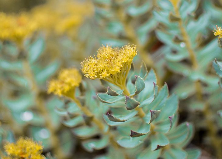Rhodiola rosea