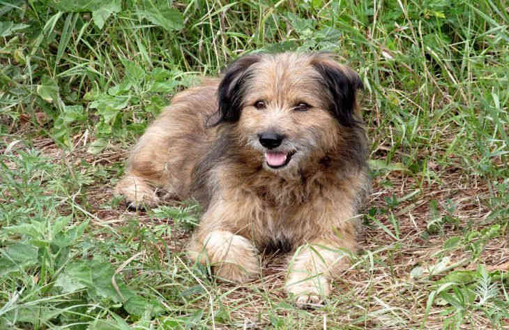 A kinológusok elmagyarázták, miért nem lehet etetni a kóbor kutyákat