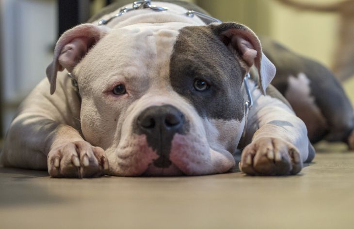Az amerikai pitbull fajta jellemzői