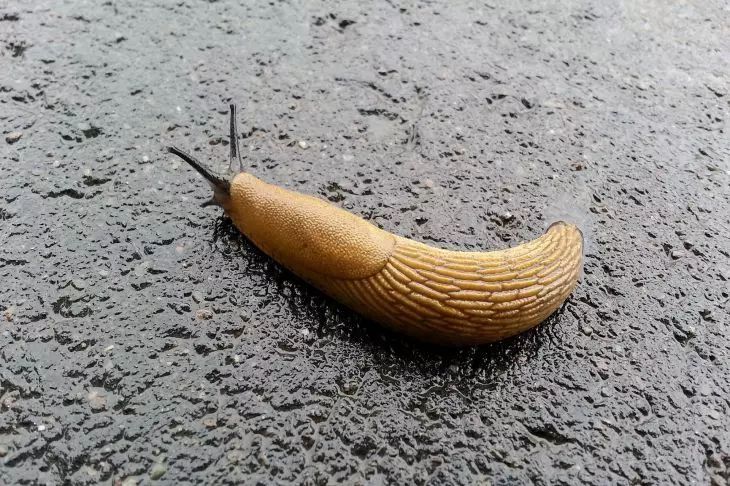csigák