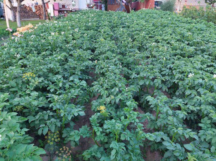 Burgonya