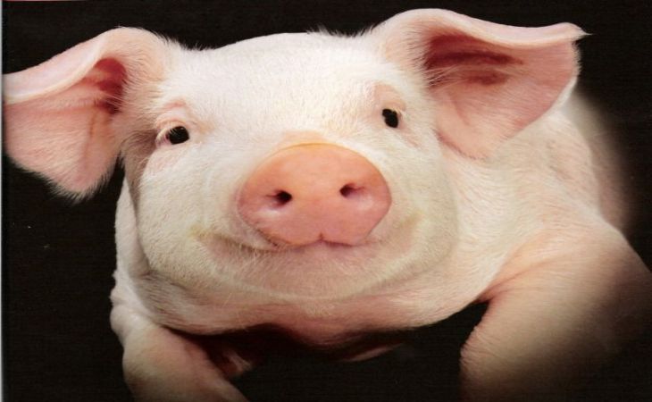 Tudósok: A sertések meg tudják különböztetni az ember arcát a tarkójától