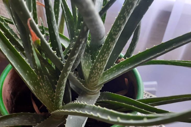 Virágok, aloe