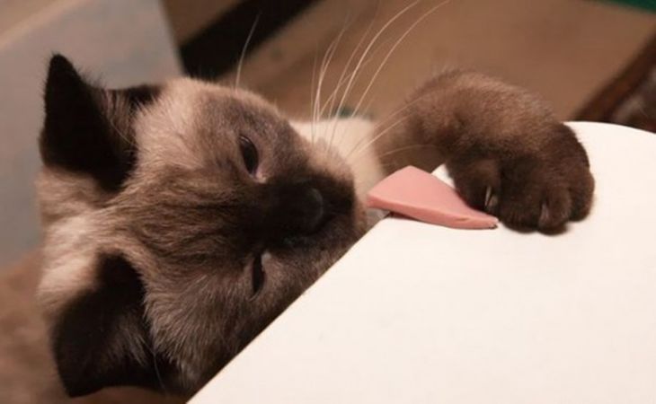 A tudósok a macskák között