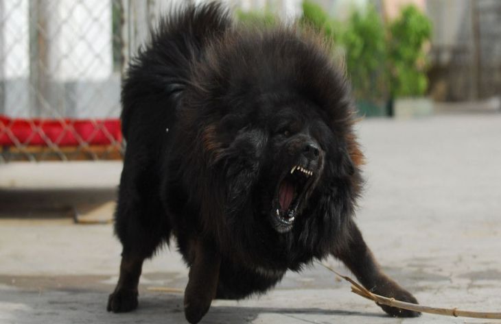 Tibeti masztiff: a fajta jellemzői