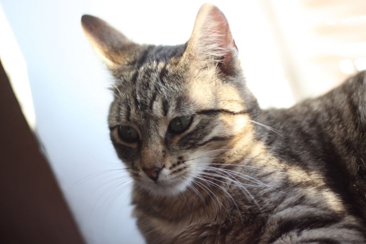 Melyik az a három foglalkozás, amelyre ideálisak a macskák?