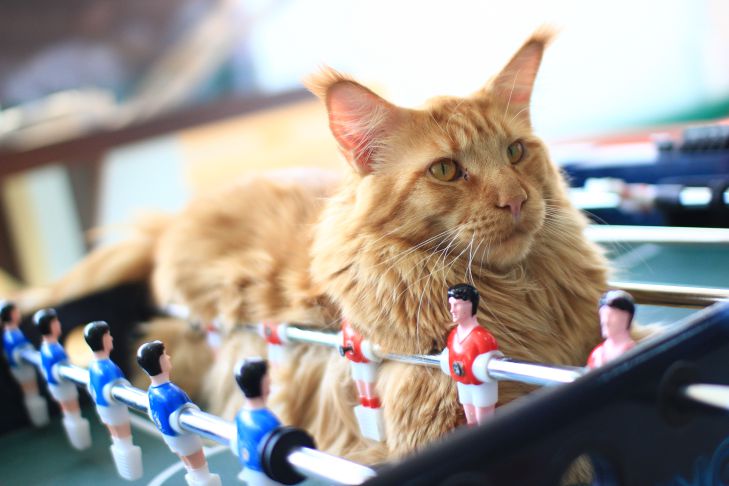 Maine Coon