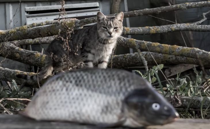 Tévhitek a macskákról, amelyeket a tulajdonosoknak tudniuk kell