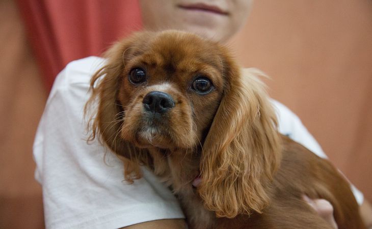 Állatok a házban: mit mondanak a különböző háziállatok a tulajdonos karakteréről 