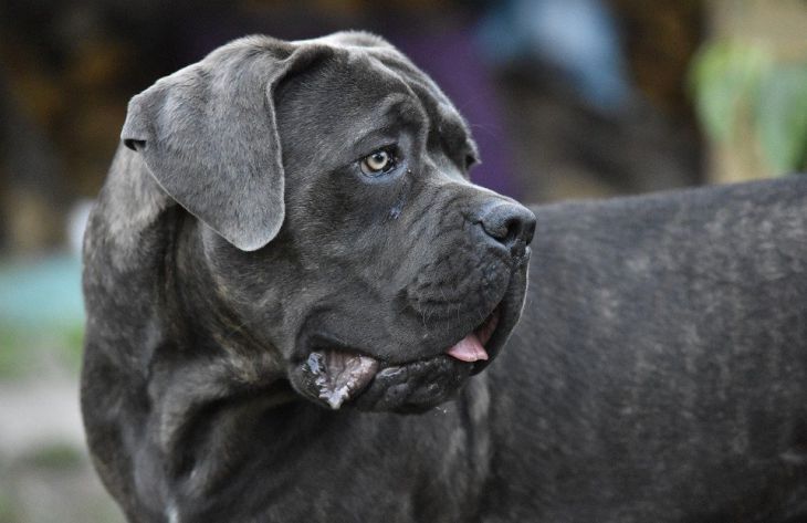 kutya, cane corso