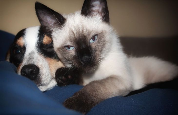 Hogyan hatnak a macskák és a kutyák az emberekre: tudósok megállapításai