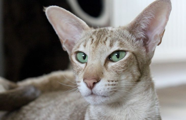 Milyen fajtájú macskák gyakorlatilag nem hullanak: a szakértők listát állítottak össze