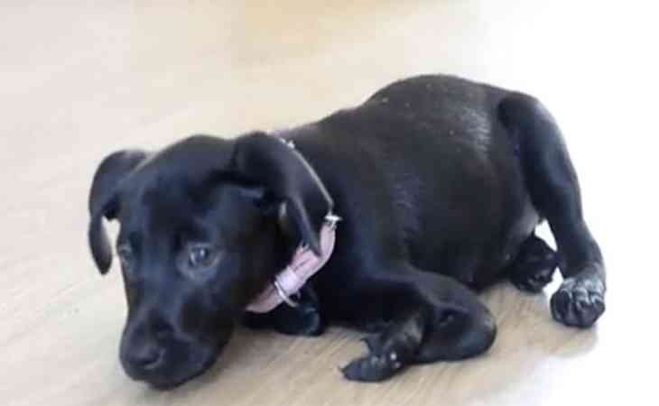 6 lábú labrador kiskutya Angliában született