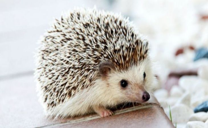 Jelek az állatokról: sok szerencse, baj és pénz