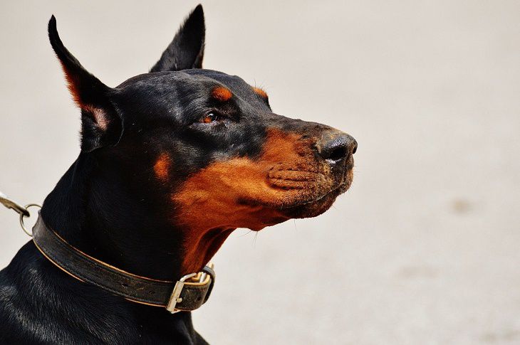dobermann