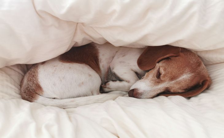 Miért ugat a kutya a lakásban: 7 fő ok