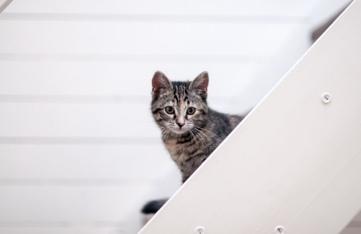 A tudósok feltárják a macskákkal való kommunikáció titkos módját