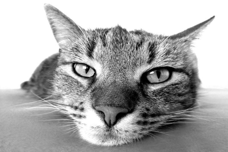 Macska