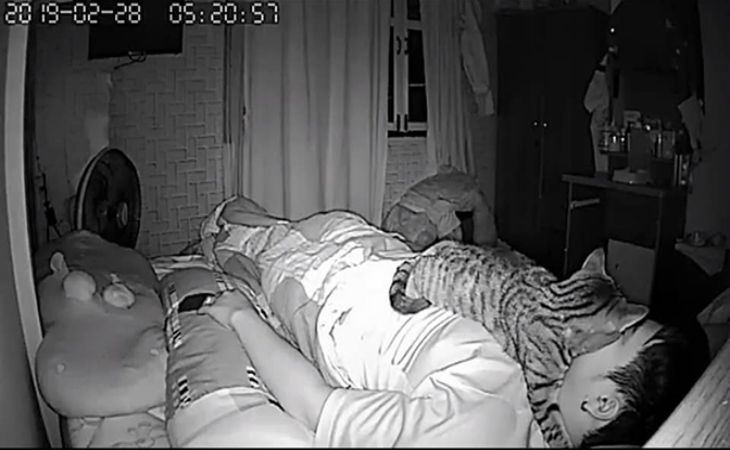 A férfi éjjeliőrt állított a macskának. Inkább ne csinálja.