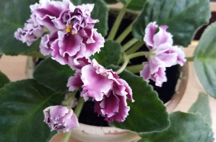 Virágok, növények