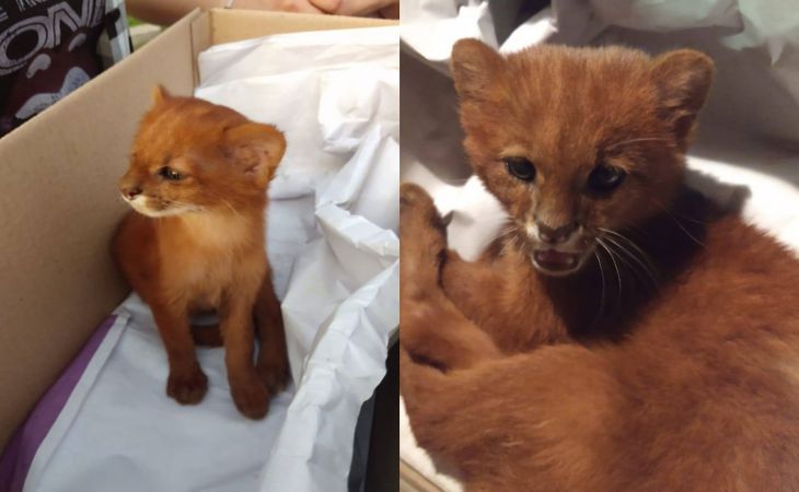 A lány menedéket adott egy hajléktalan cicának, és csak az állatorvostól tudta meg, ki is ő valójában