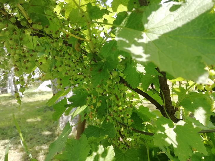 Ribizli