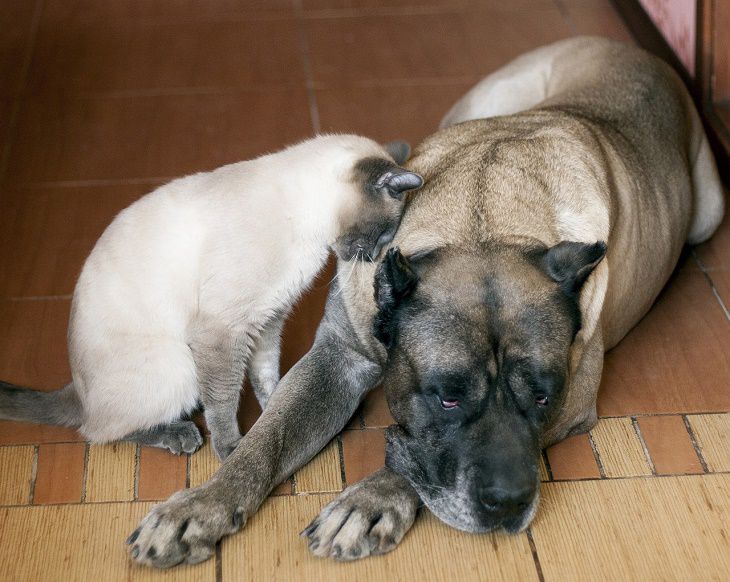 Dogo Canario