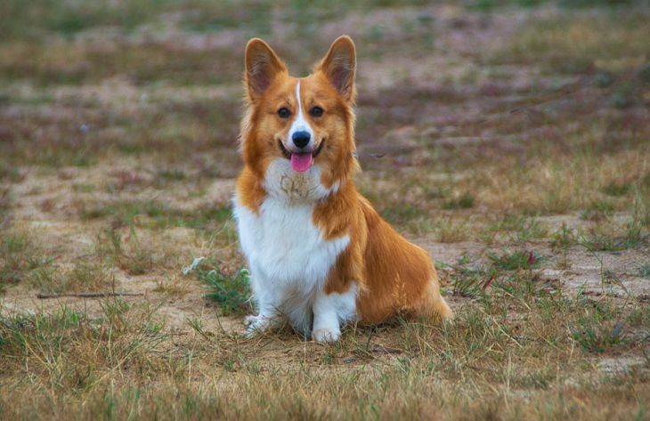 corgi