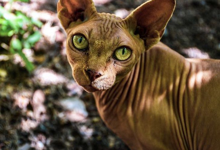 Az orvosok a macskakarcolások veszélyére figyelmeztettek